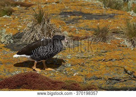 Female Kelp Goose (chloephaga Hybrida Malvinarum) On A Lichen Covered Cliff On Bleaker Island In The