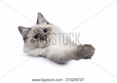 Neva Masquerade Cat On White Background