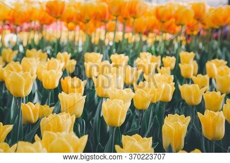 Tulips Garden Park Festival Beautiful Flowers In Spring Season At Morges City Near Lake Leman In Swi