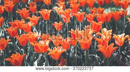 Tulips Garden Park Festival Beautiful Flowers In Spring Season At Morges City Near Lake Leman In Swi