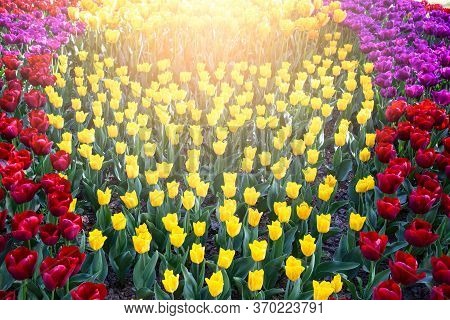 Tulips Garden Park Festival Beautiful Flowers In Spring Season At Morges City Near Lake Leman In Swi