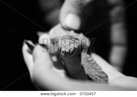 A Baby Sea Turtle