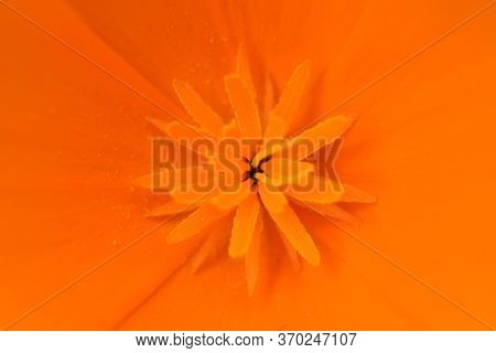 Bright Orange California Poppy (eschscholzia Californica) In Full Bloom