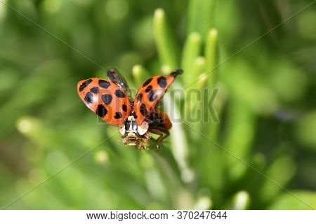 A Ladybug Warming Up Its Wing In The Early Afternoon Sun