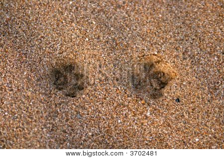 Fox Tracks