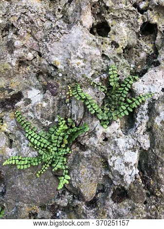 Fern On A Stone Fence Growing Through The Stone. Salzburg, Austria