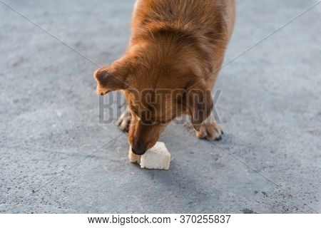 The Dog Is Eating Bread. Ginger Dog Pet. The Dog Eats On The Street