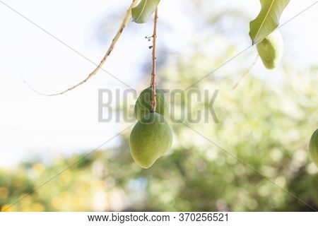 Young Mango Fruit On Tree With Sunlight On Blur Nature Background.