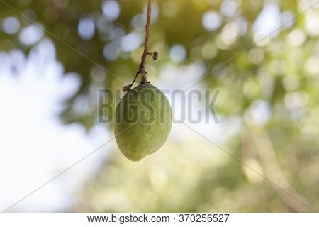 Young Mango Fruit On Tree With Sunlight On Blur Nature Background.
