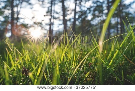 Close Up Of Bright Woodland With Grass And Young Evergreens During Sunset With Sun Beam In A Forest,