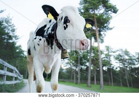 Cute Black And White Calf Looking On Alpine Pasture Path, Mieminger Plateau, Tyrol, Austria