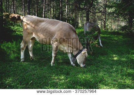 Cows Grazing In Sunny Woodland, Mieminger Plateau, Tyrol, Austria