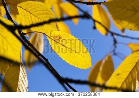 Autumn Nature With Multi-colored Trees That Change The Color Of The Foliage With Seasonal Changes