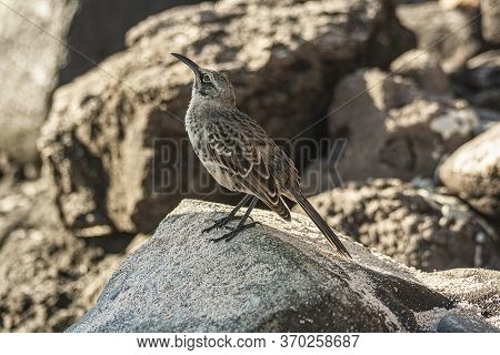 Espanola Mockingbird Standing In A Rock On A Sunny Day