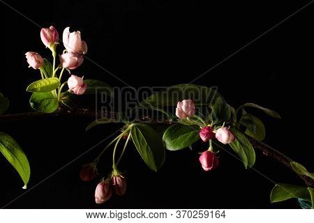 Kwanza Cherry Tree Buds Under Studio Lights