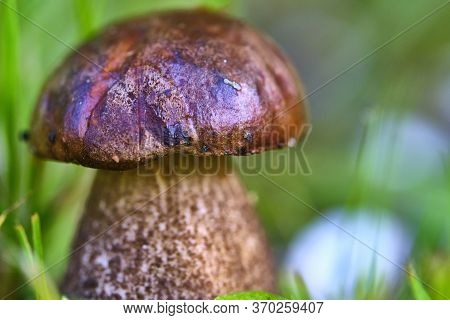 Beautiful Mushroom Hog Growing In The Grass Color