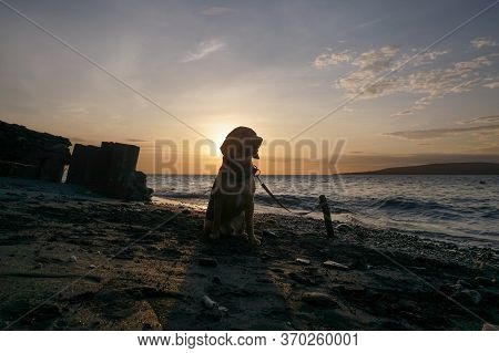 Playing With The Dogs At Watudodol Beach Banyuwangi Indonesia