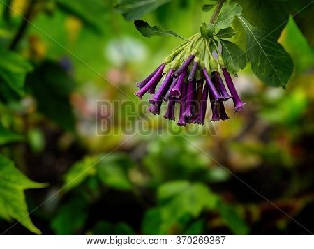 Purple Iochroma