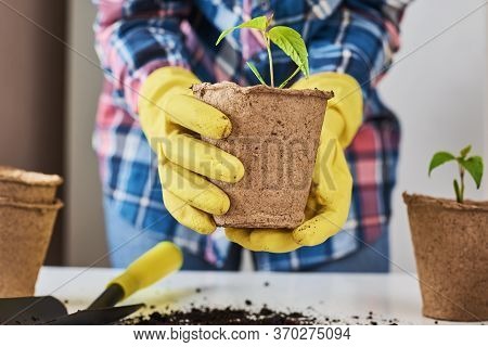 Woman Hands In Yellow Gloves Transplating Plant. Plant Care Concept