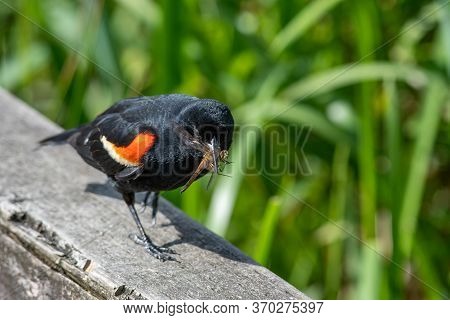 Red-winged Blackbird Bringing The Food To The Nest.    Vancouver Bc Canada