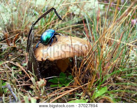 Grøn Rose oversideslidgarn (Cetonia aurata) på våde svampe cap