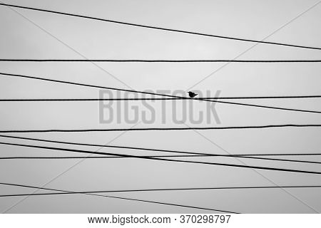Silhouetted Bird Sitting On Mesh Of Electric Wires. Black And White
