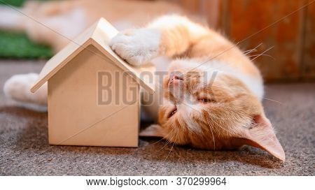 Cat With Wooden House. Self-quarantine And Stay Home During Covid-19. Lovely Pet In The Garden With 