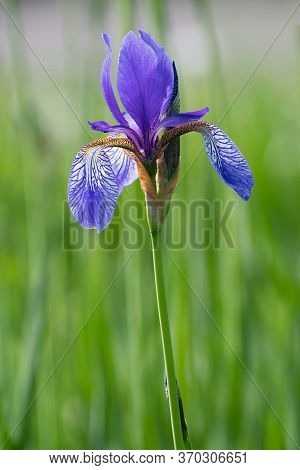 Lonely Bright Blue Iris Flower On Blurred Green Background In Sunny Day