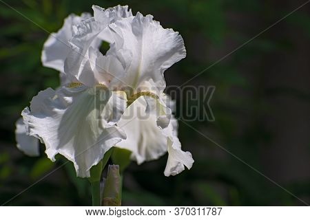 Lonely Bright White Iris Flower On Dark Green Blurred Floral Background With Copy Space