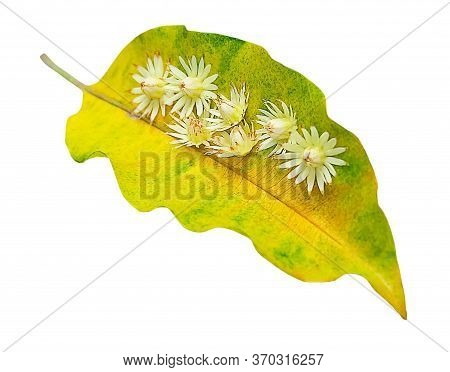 Beautiful Flower, Aromatic Mimusops Elengi, Spanish Cherry, Medlar, Bullet Wood Or Bokul Flowers On 