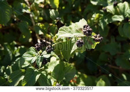 Edible Tasty Fruits Of Lantana Camara Plant