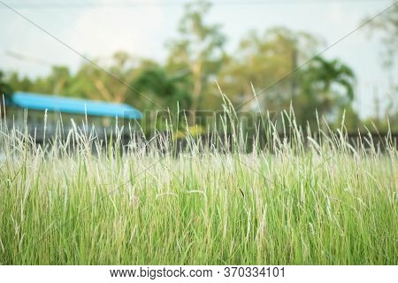 Grass Flowers On The Roadside. Flowers In Autumn Of A Tall Grass Species. Grass On The Roadside In T