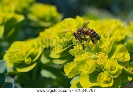 Beautiful Bee Is On The Yellow-green Milkweed Flower On Blurred Background