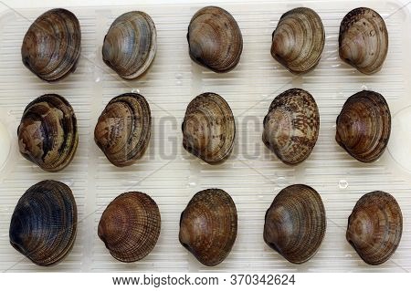 Fresh Raw Vongole Clams Are Laid Out In A Row. Seafood.