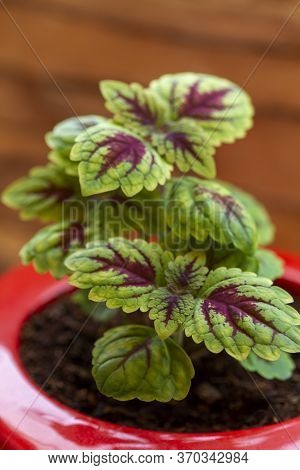 Coleus Or Painted Home Decorative Nettle. Colorful Leaves Of A Plant.