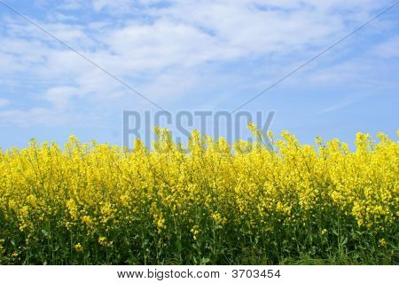 Colza giallo e l'azzurro del cielo