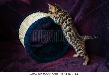Playful Bengal Kitten Near Its Scratching Post.toy For Cats