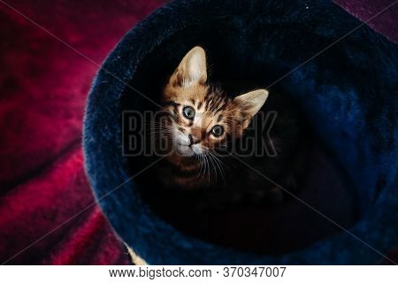 A Playful Bengal Kitten Looks At The Camera From The Top Of Its Scratching Post.toy For Cats