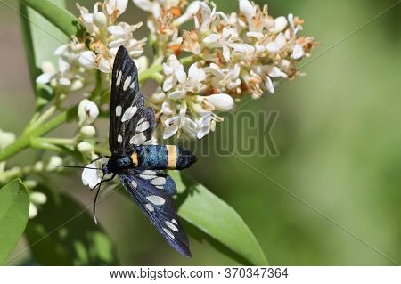 Closeup Mating Pair Ninespotted Moth Amata Phegea
