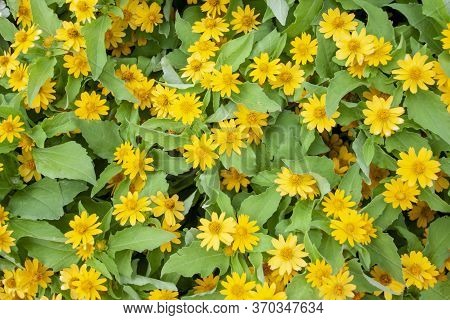 Little Yellow Star Or Melampodium Divaricatum Flower For Background.
