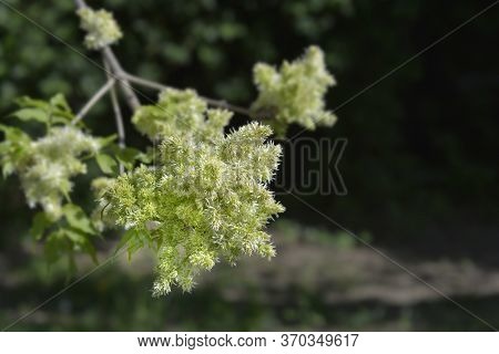 Flowering Ash - Latin Name - Fraxinus Ornus