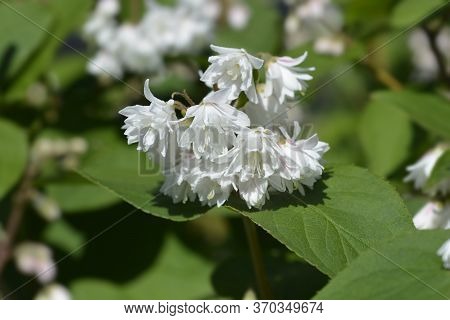 Fuzzy Deutzia Flore Pleno - Latin Name - Deutzia Scabra Flore Pleno