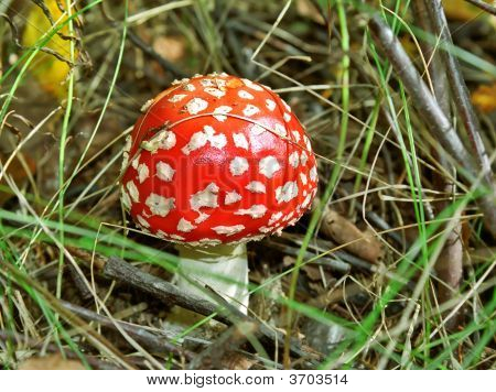 Fliegenpilz im Herbst Wald