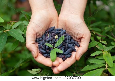 Freshly Harvested Haskap Berries In Hands. (honeysuckle). Close Up.