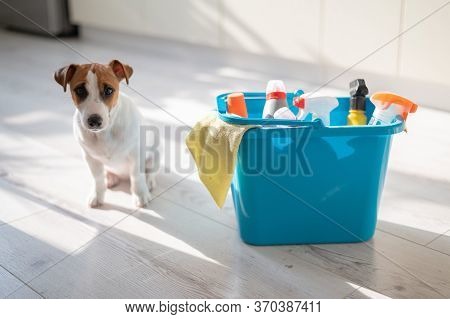 A Diligent Puppy Sits Next To A Blue Plastic Bucket Of Cleaning Products In The Kitchen. A Set Of De