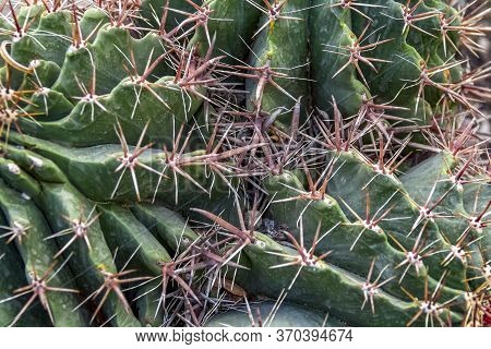 Picture Of A Full Frame Cactuses Closeup Shot