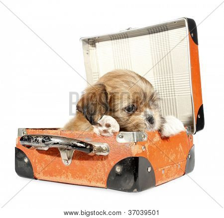 Pekingese puppy dog in suitcase