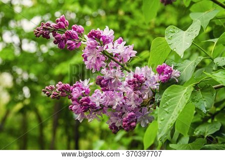 Spring Branch Of Blossoming Lilac, Green Branch With Spring Flowers. Lilac Flowers On Tree In Garden