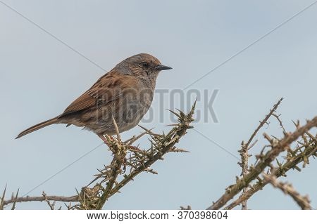 Dunnock (prunella Modularis)