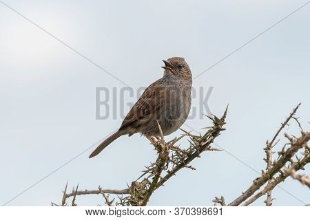 Dunnock (prunella Modularis)